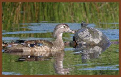 wood duck-cooter-5-6-11-015c2b.JPG