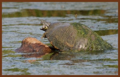 river-cooter-5-8-11-463c2b.JPG