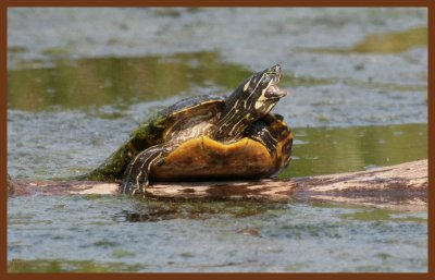 river-cooter-5-8-11-439c2b.JPG
