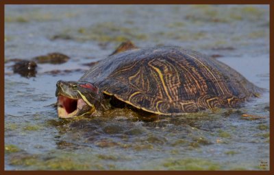 red-eared slider-5-8-11-445c2b.JPG