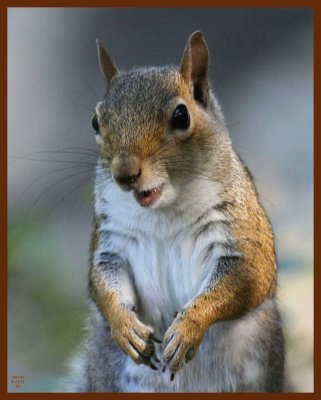 gray squirrel-5-12-11-897c1b.JPG