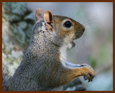 gray squirrel-5-12-11-885b.JPG