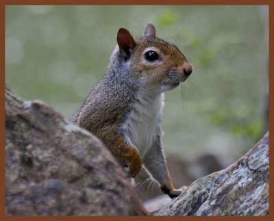 gray squirrel-5-22-11-507b.JPG