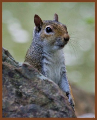 gray squirrel-5-22-11-521c1b.JPG