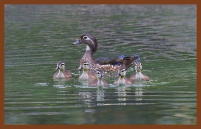 wood ducks-5-18-11-065c2b.JPG