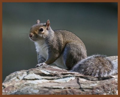 gray squirrel-5-25-11-879b.JPG