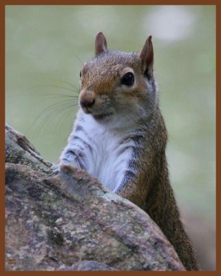 gray squirrel-5-22-11-526c1b.JPG