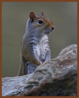 gray squirrel-5-25-11-903c1b.JPG