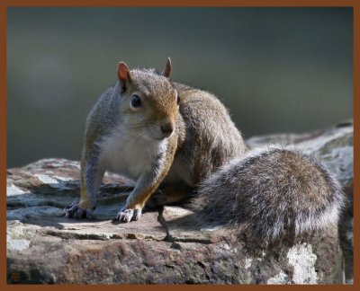 gray squirrel-5-25-11-873b.JPG