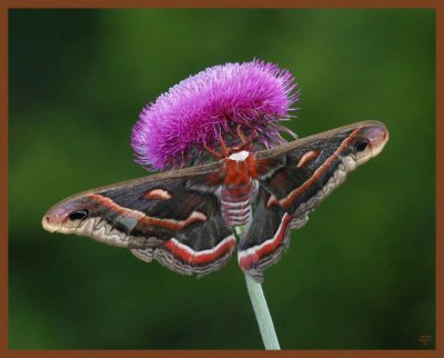 moth-cecropia-5-26-11-939b.JPG
