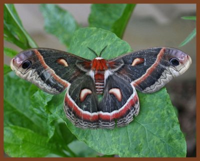 moth-cecropia-5-26-11-912b.JPG