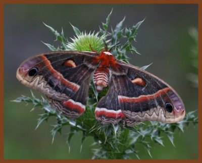 moth-cecropia-5-26-11-921b.JPG