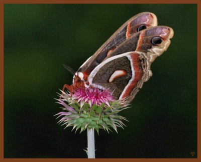 moth-cecropia-5-26-11-957b.JPG