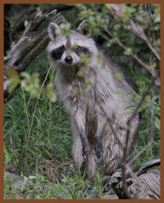 raccoon-5-18-11-904c1b.JPG