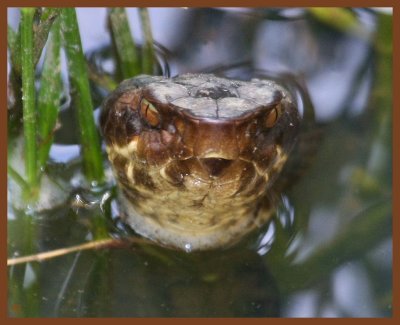 cottonmouth-5-31-11-513b.JPG