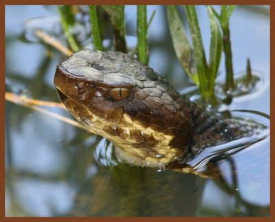 cottonmouth-5-31-11-516b.JPG