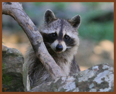 raccoon-6-15-11-119b.JPG