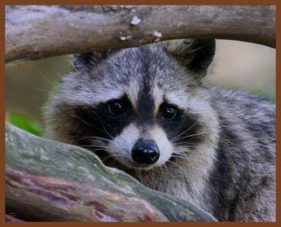 raccoon-6-15-11-165b.JPG