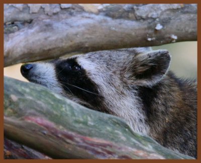 raccoon-6-15-11-157b.JPG