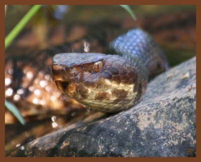 cottonmouth-6-9-11-637b.JPG