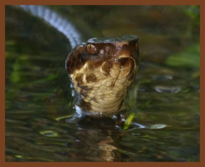 cottonmouth-6-9-11-062b.JPG