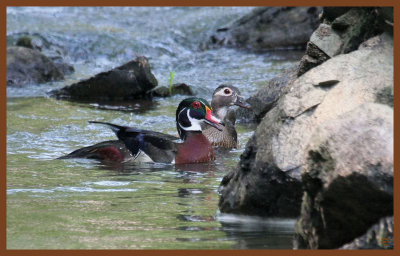 wood ducks-6-5-11-275c2b.JPG