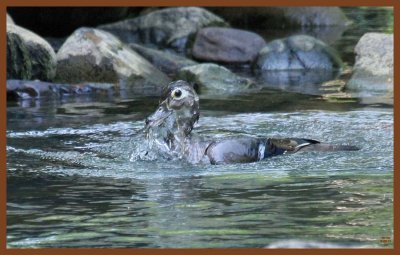 wood duck-6-5-11-421c2b.JPG