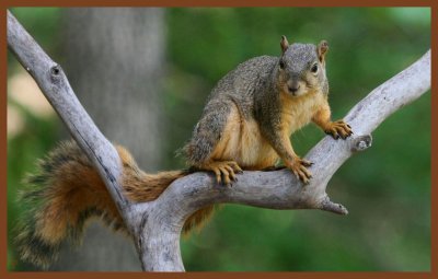 fox squirrel-6-18-11-486c2b.JPG