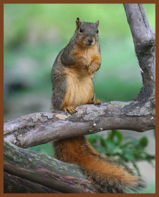 fox squirrel-6-18-11-511c1b.JPG