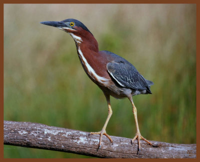 green heron-6-10-11-343b.JPG