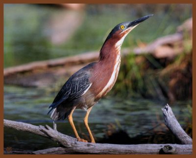 green heron-6-10-11-342b.JPG