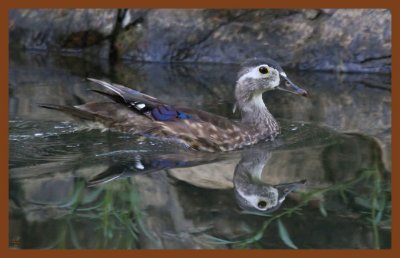 wood duck-7-4-11-000c2b.JPG