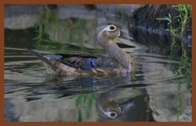 wood duck-7-1-11-509c2b.JPG