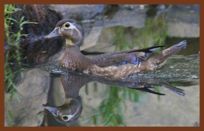 wood duck-7-2-11-770c2b.JPG