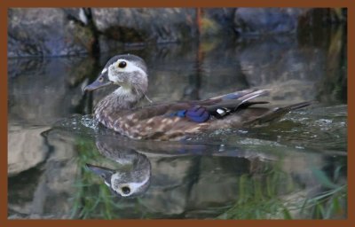 wood duck-7-4-11-998c2b.JPG