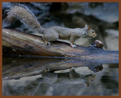 gray squirrel-7-12-11-873b.JPG