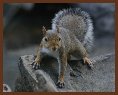 gray squirrel-7-4-11-943b.JPG