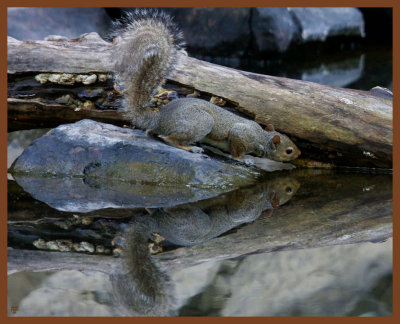 gray squirrel-7-12-11-881b.JPG