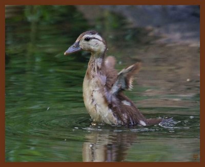 wood duck-7-4-11-801b.JPG
