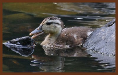 wood duck-7-4-11-808c2b.JPG