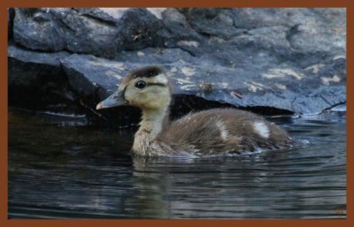 wood duck-7-1-11-466c2b.JPG