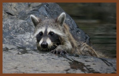 raccoon-7-14-11-802c2b.JPG