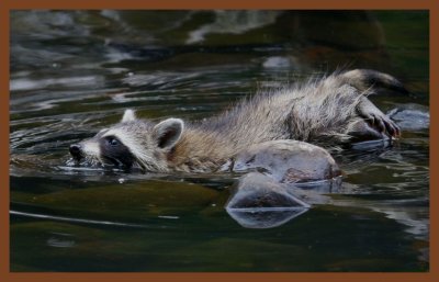 raccoon-7-14-11-890c2b.JPG