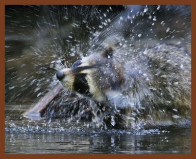 raccoon-7-18-11-168b.JPG