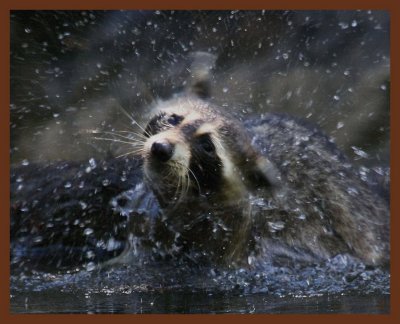raccoon-7-18-11-175b.JPG