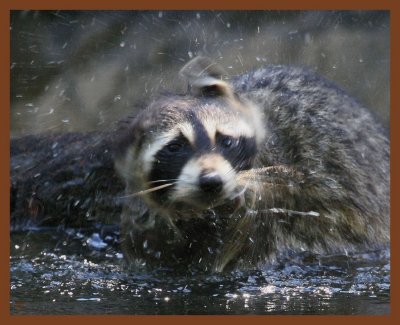 raccoon-7-18-11-180b.JPG