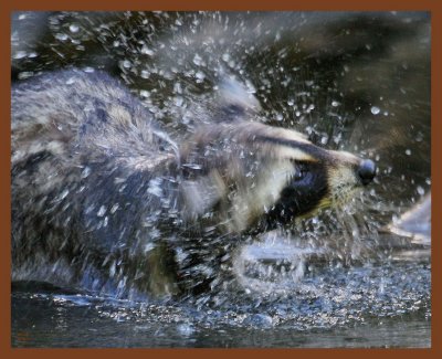 raccoon-7-18-11-208b.JPG