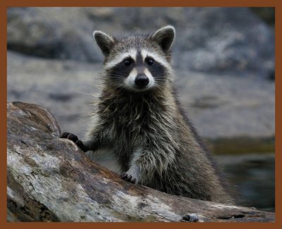 raccoon-7-14-11-719b.JPG