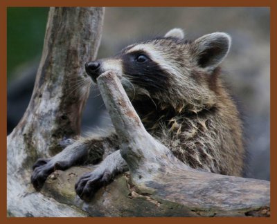raccoon-7-14-11-789b.JPG