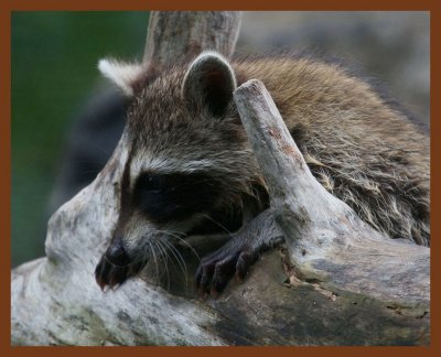 raccoon-7-14-11-788b.JPG